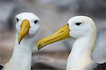 Pair of waved albatross (Diomedea irrorata), Espanola Island, Galapagos Islands, UNESCO World Heritage Site, Ecuador, South America