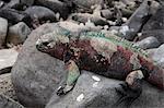 Marine Iguana (Amblyrhynchus cristatus), Punta Suarez, Espanola Island, Galapagos Islands, UNESCO World Heritage Site, Ecuador, South America