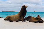 Galapagos sea lions (Zalophus californianus wollebaeki), resting on a sandy beach, Espanola Island, Galapagos Islands, UNESCO World Heritage Site, Ecuador, South America