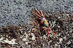 Sally Lightfoot Crab (Grapsus grapsus), Floreana Island, Galapagos Islands, UNESCO World Heritage Site, Ecuador, South America