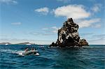 Floreana Island, Galapagos Islands, UNESCO World Heritage Site, Ecuador, South America