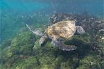 Pacific green sea turtle (Chelonia mydas agassizi), Post Office Bay, Floreana Island, Galapagos Islands, Ecuador, South America