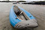 Galapagos Sea Lion (Zalophus californianus wollebaeki), resting on a kayak, Post Office Bay, Floreana Island, Galapagos Islands, UNESCO World Heritage Site, Ecuador, South America