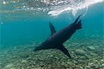 Galapagos sea lions (Zalophus californianus wollebaeki), underwater, Santa Fe Island, Galapagos Islands. Ecuador, South America