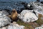 Galapagos sea lion (Zalophus californianus wollebaeki) and marine iguana (Amblyrhynchus cristatu), Galapagos Islands, UNESCO World Heritage Site, Ecuador, South America