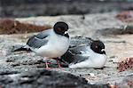 Swallow-tailed gulls (Larus furcatus), South Plaza Island, Galapagos Islands, UNESCO World Heritage Site, Ecuador, South America