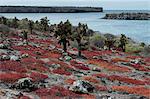 Sesuvium edmonstonei and cactus (Opuntia sp.), South Plaza Island, Galapagos Islands, UNESCO World Heritage Site, Ecuador, South America