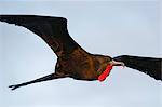 Great Frigate bird (Fregata minor ridgwayi) in flight, South Plaza Island, Galapagos Islands, Ecuador, South America