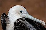 Magnificent frigate bird (Fregata magnificens), North Seymour Island, Galapagos Islands, Ecuador, South America