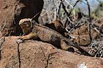 Land Iguana (Conolophus subcristatus), North Seymour Island, Galapagos Islands, UNESCO World Heritage Site, Ecuador, South America