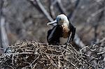 Magnificent frigate bird (Fregata magnificens), North Seymour Island, Galapagos Islands, UNESCO World Heritage Site, Ecuador, South America