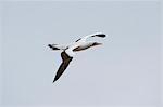 Nazca booby (masked booby) (Sula dactylatra granti) in flight, Punta Suarez, Espanola Island, Galapagos Islands, Ecuador, South America