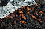 Sally Lightfoot Crab (Grapsus grapsus), Bachas beach, North Seymour Island, Galapagos Islands, UNESCO World Heritage Site, Ecuador, South America