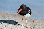 American oystercatcher (Haematopus palliatus), Bachas beach, North Seymour island, Galapagos Islands, Ecuador, South America