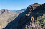 Barranco de Fataga canyon seen from Degollada de La Yegua viewpoint, Gran Canaria, Canary Islands, Spain, Europe