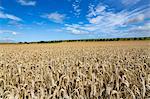 Large ripening wheat field in Northumberland, England, United Kingdom, Europe