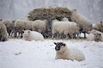 White sheep covered in snow lying down in snow and sheep eating hay, Burwash, East Sussex, England, United Kingdom, Europe