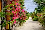 Taketomi Island, Okinawa Prefecture, Japan