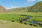 Goat herd grazing along a mountain river, Naryn Gorge, Naryn Region, Kyrgyzstan, Central Asia, Asia