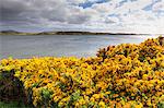 Yellow flowering gorse (ulex), distant mountains, good weather, The Narrows, Stanley Harbour, Port Stanley, Falkland Islands, South America