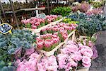 Columbia Road Flower Market, a very popular Sunday market between Hoxton and Bethnal Green in East London, London, England, United Kingdom, Europe