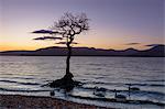 Lone tree with swans, Milarrochy Bay, Loch Lomond, Scotland, United Kingdom, Europe