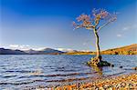 Lone tree, Milarrochy Bay, Loch Lomond, Scotland, United Kingdom, Europe