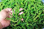 Freshly harvested pepper, Phu Quoc, Vietnam, Indochina, Southeast Asia, Asia