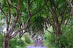 The Dark Hedges, an avenue of beech trees, Game of Thrones location, County Antrim, Ulster, Northern Ireland, United Kingdom, Europe