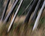 Tree trunks, white straight and smooth leaning at an angle, Arcadia Beach State Park, Oregon