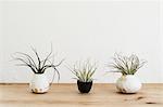 Close up of three varieties of air plants in terracotta pots on a wooden shelf.