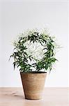 Close up of plant with delicate white flowers in a terracotta flower pot on wooden shelf.