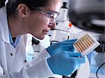 Scientist viewing a multi well plate containing blood samples for screening