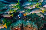 Yellow snappers and king angelfish, long exposure, Puntarenas, Costa Rica