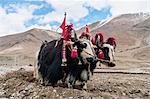 Yaks dressed up to work on field, Namco, Xizang, China