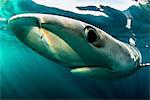 Blue sharks (Prionace glauca), swimming underwater, close-up, Baltimore, County Cork, Ireland