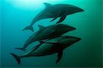 Dusky dolphins (Lagenorhynchus obscurus), swimming underwater, Kaikoura, Gisborne, New Zealand