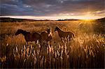 Three horses in field at sunset, Doolin, Clare, Ireland