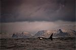 Killer whale (Orcinus orca), hunting for food, Andenes, Nordland, Norway