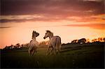 Two white horses, running in field at sunset, Doolin, Clare, Ireland