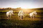 Three white horses in field at sunset, Doolin, Clare, Ireland