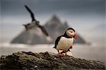 Puffin (Fratercula arctica), Skellig Rock in background, Portmagee, Kerry, Ireland