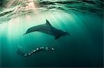 Woman free-diving with Bottlenose dolphin (Tursiops truncates), underwater view, Doolin, Clare, Ireland