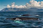 Two Humpback whales (Megaptera novaeangliae), swimming together, Dingle, Kerry, Ireland