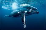 Humpback whales (Megaptera novaeangliae), underwater view, Tonga, Western, Fiji