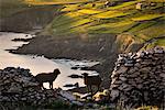 Sheep standing on cliff side, Coumeenole Beach, Slea Head Drive, Dingle, Kerry, Ireland