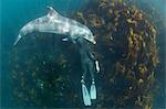 Woman free-diving with Bottlenose dolphin (Tursiops truncates), overhead view, Doolin, Clare, Ireland