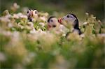 Puffins (Fratercula arctica) on Skellig Islands, Portmagee, Kerry, Ireland