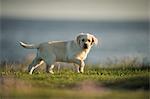 Labrador puppy, outdoors, Doolin, Clare, Ireland