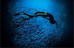 Woman freediving, underwater view, Swallow Cave, Vavau, Tonga, Fiji